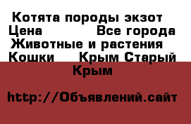 Котята породы экзот › Цена ­ 7 000 - Все города Животные и растения » Кошки   . Крым,Старый Крым